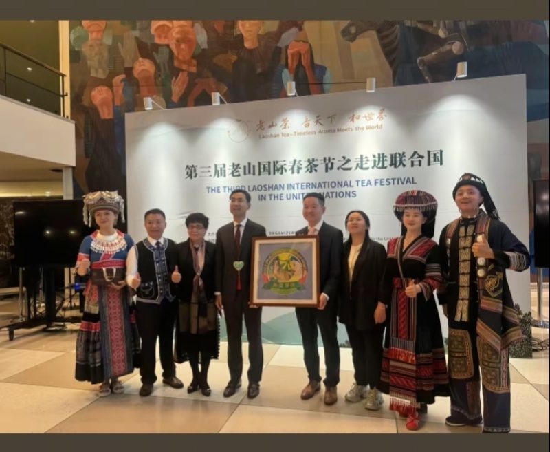 走进联合国的茶叶，中国云南麻栗坡老山百年古茶