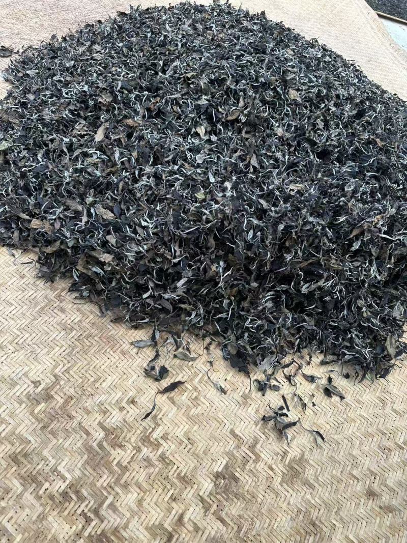 走进联合国的茶叶，中国云南麻栗坡老山百年古茶