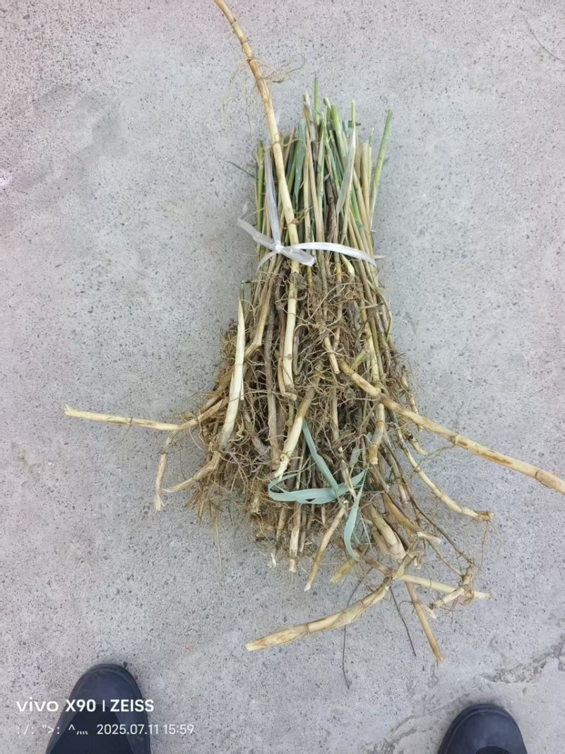 芦苇/芦苇水植物/芦苇根水上植物/绿化水面一手货源全国发