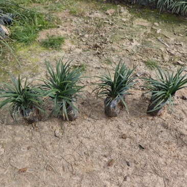 玉龙草袋苗杯苗福建苗木基地批发