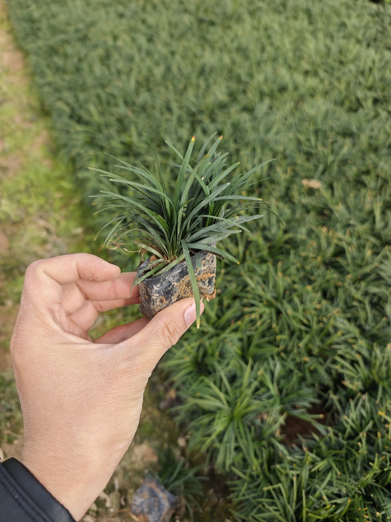 玉龙草袋苗杯苗福建苗木基地批发