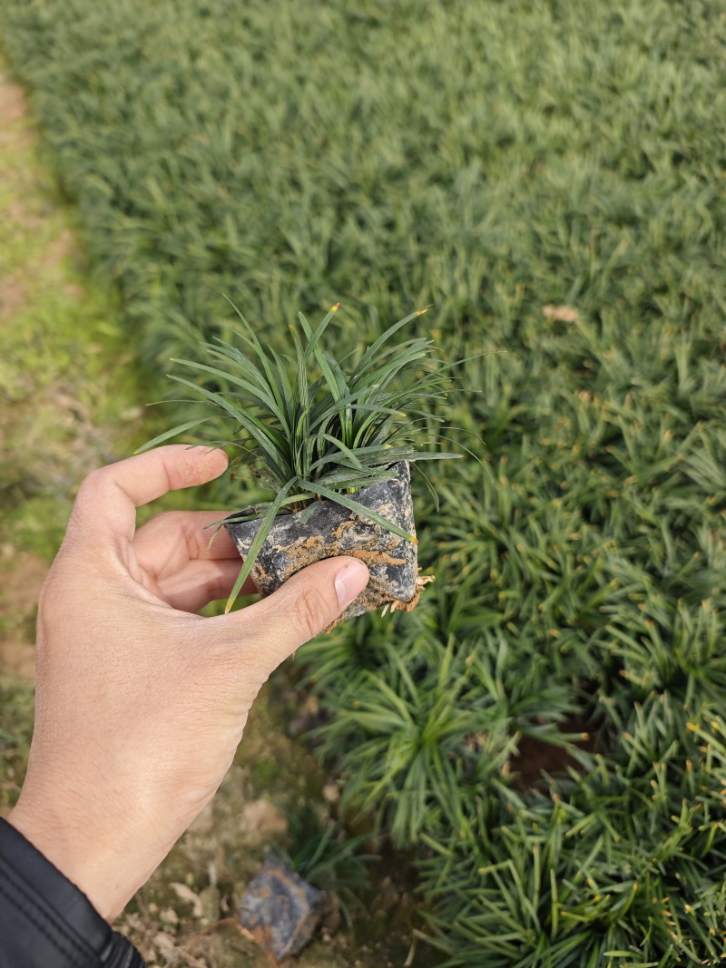 玉龙草袋苗杯苗福建苗木基地批发