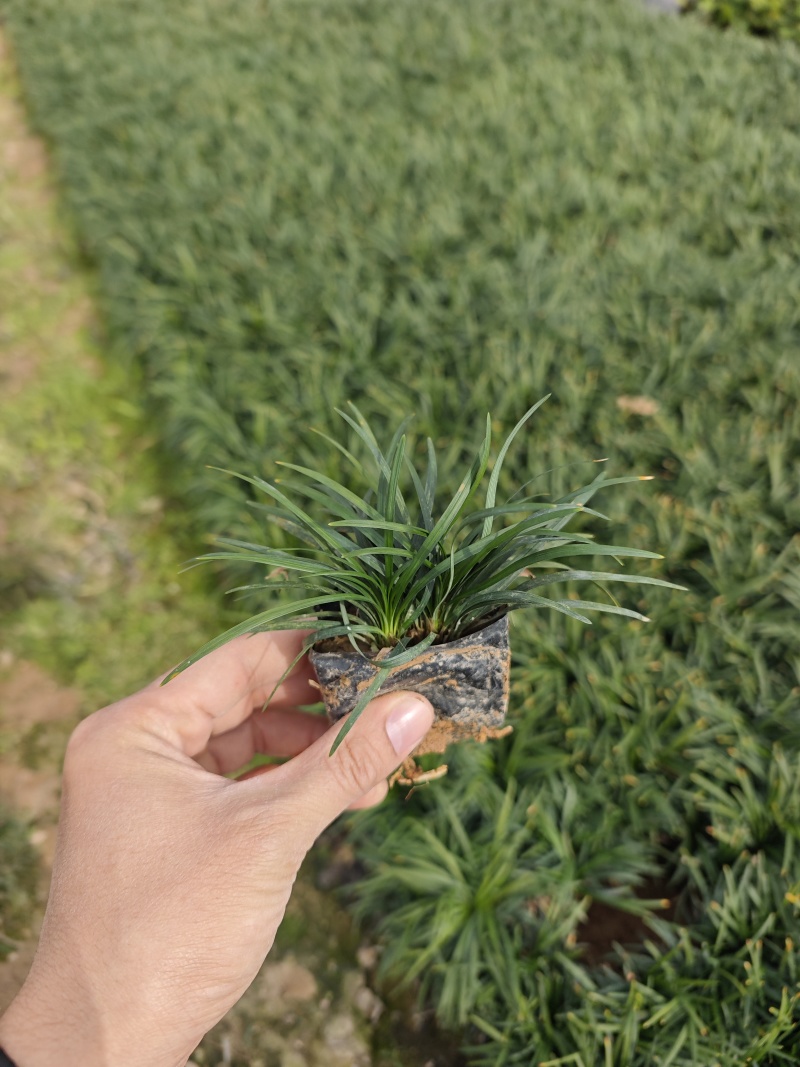 玉龙草袋苗杯苗福建苗木基地批发