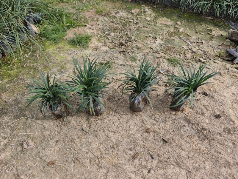 玉龙草袋苗杯苗福建苗木基地批发