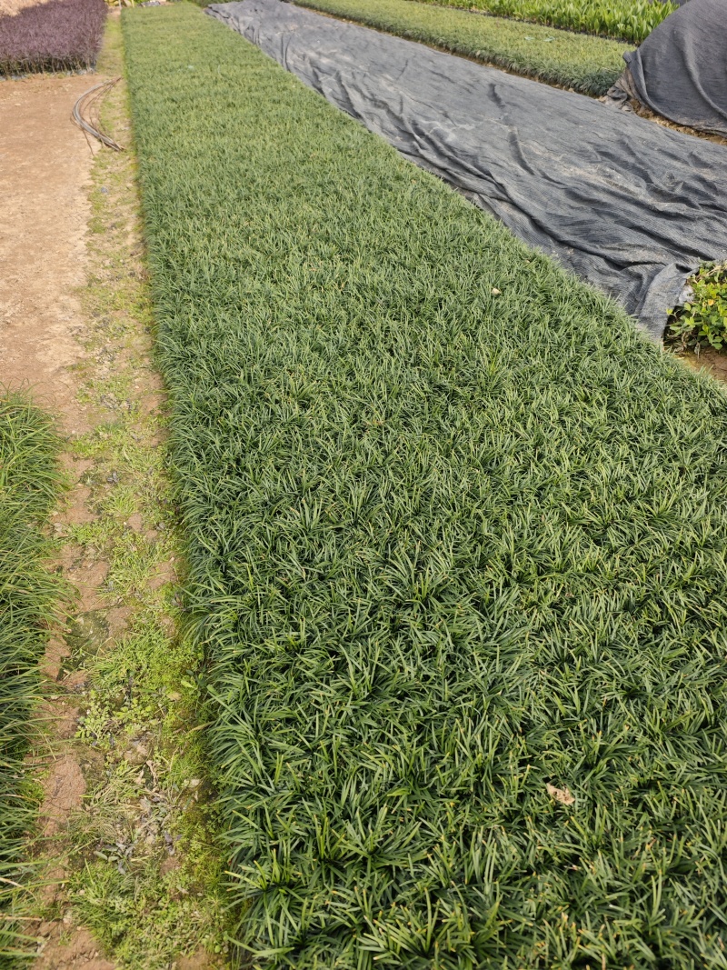玉龙草袋苗杯苗福建苗木基地批发