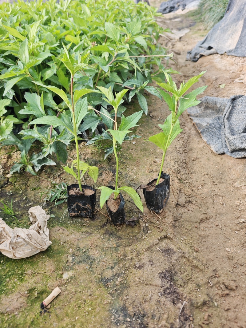 蟛蜞菊袋苗杯苗