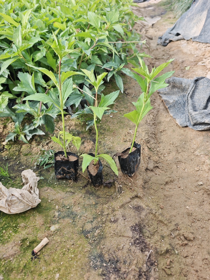 蟛蜞菊袋苗杯苗