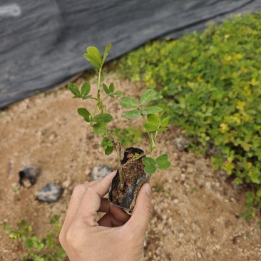 蔓花生遍地黄金袋苗杯苗福建苗木基地