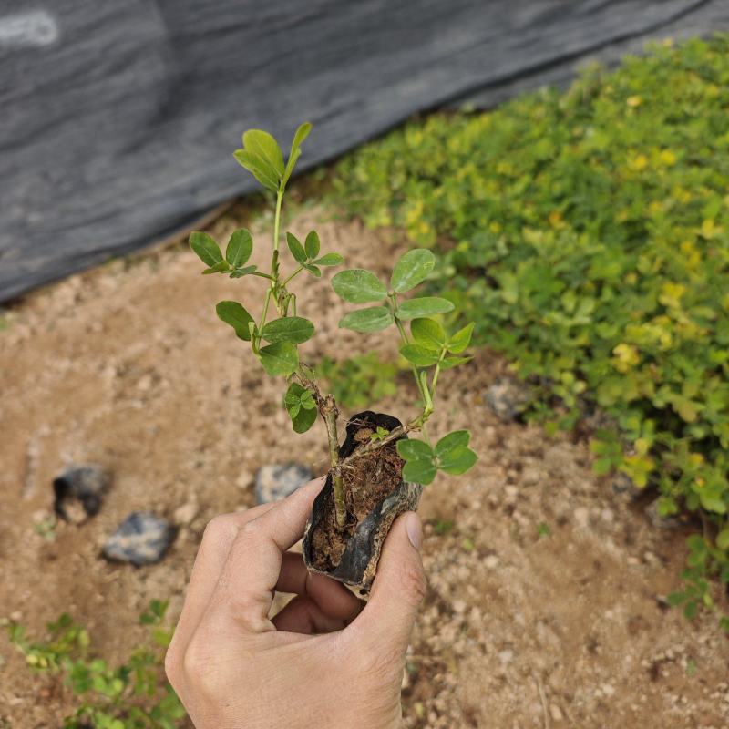 蔓花生遍地黄金袋苗杯苗福建苗木基地
