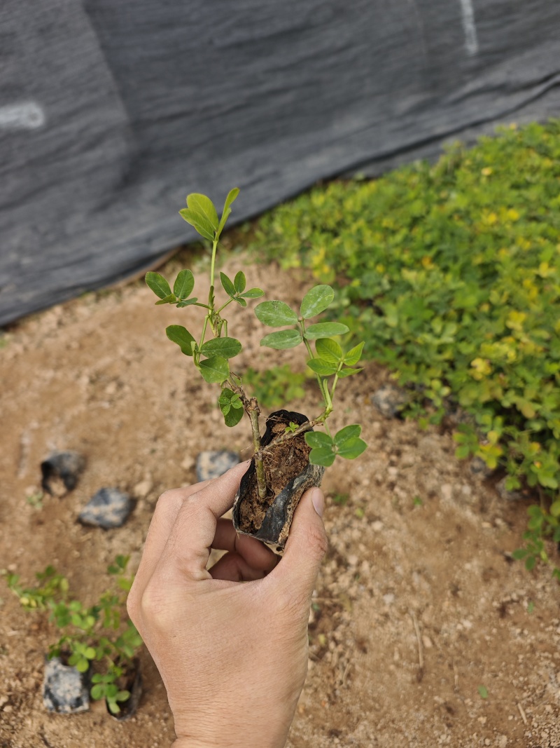 蔓花生遍地黄金袋苗杯苗福建苗木基地