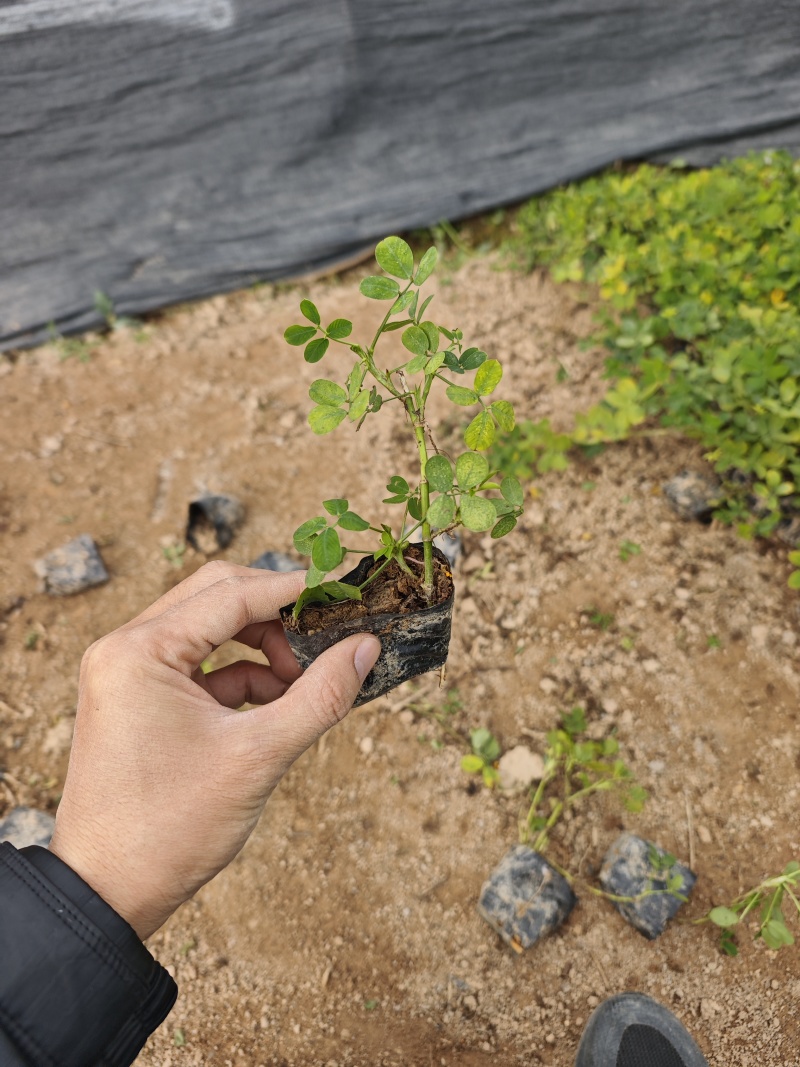 蔓花生遍地黄金袋苗杯苗福建苗木基地