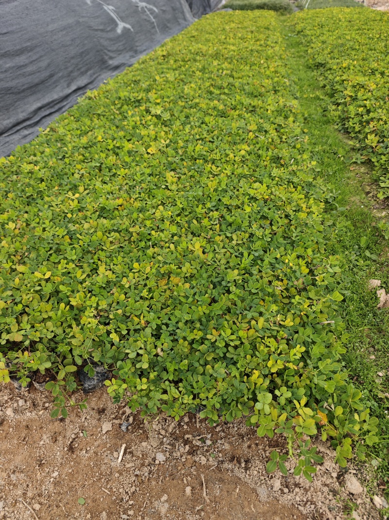 蔓花生遍地黄金袋苗杯苗福建苗木基地