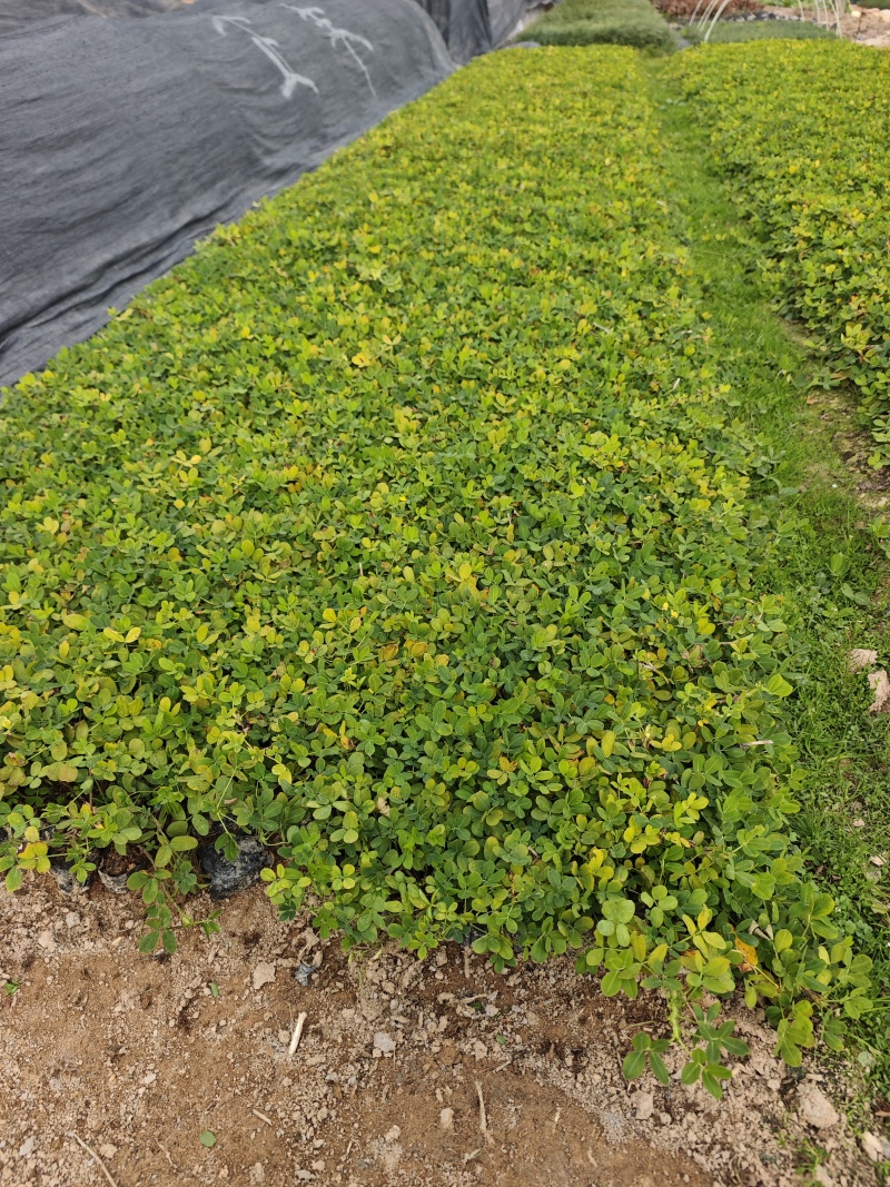 蔓花生遍地黄金袋苗杯苗福建苗木基地