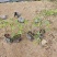 蔓花生遍地黄金袋苗杯苗福建苗木基地