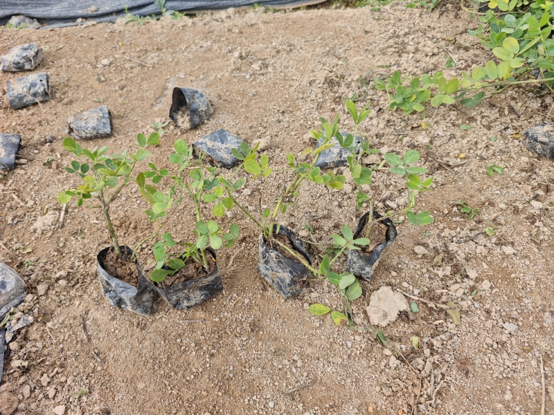 蔓花生遍地黄金袋苗杯苗福建苗木基地