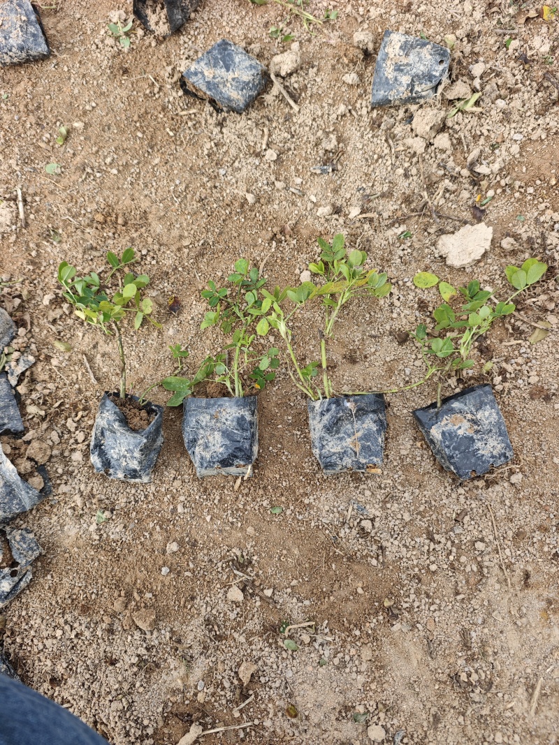 蔓花生遍地黄金袋苗杯苗福建苗木基地