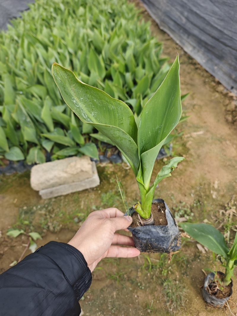 美人蕉福建袋苗杯苗基地批发