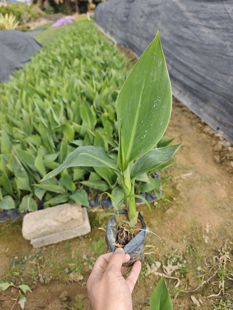 美人蕉福建袋苗杯苗基地批发
