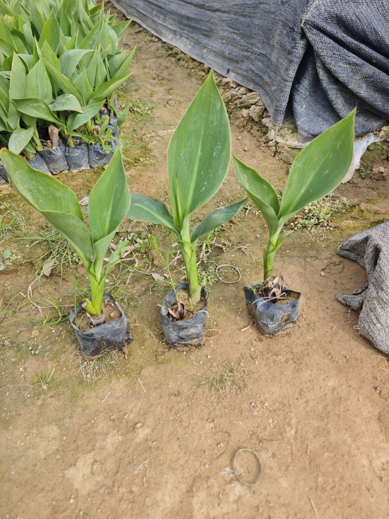 美人蕉福建袋苗杯苗基地批发