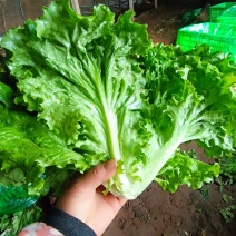 精品生菜，色泽鲜绿，长期有货，保质保量，欢迎来电咨询