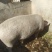 正宗大山农村家养土猪