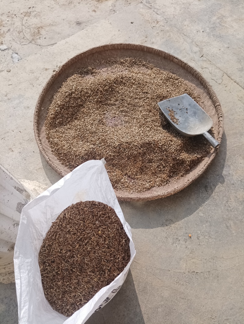 白术秧苗，种苗，花籽