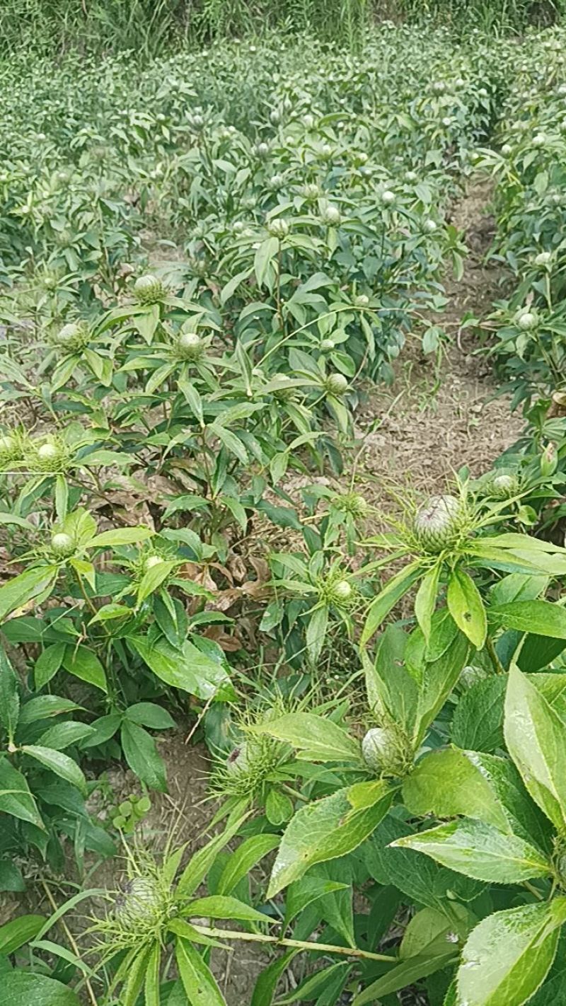 白术秧苗，种苗，花籽
