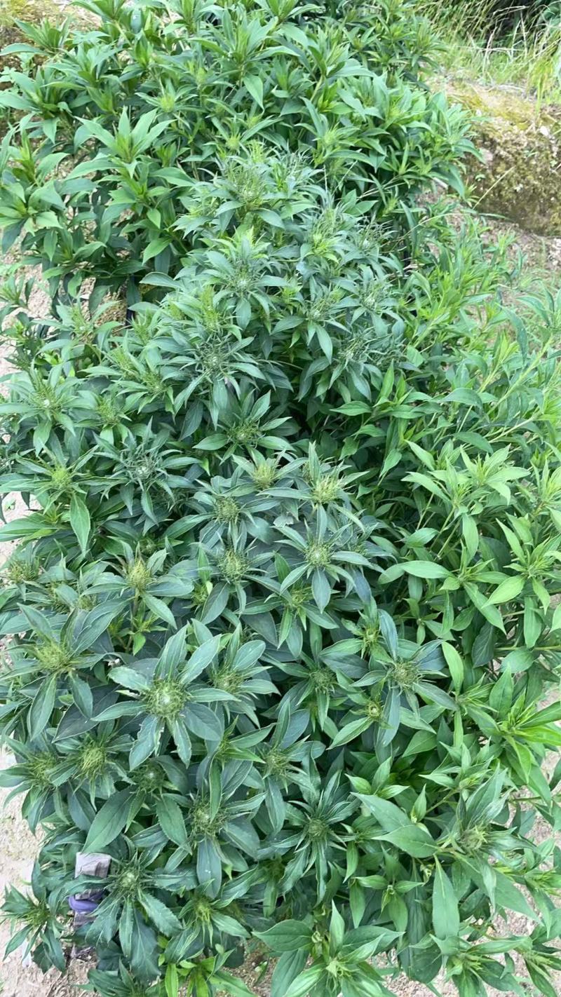 白术秧苗，种苗，花籽