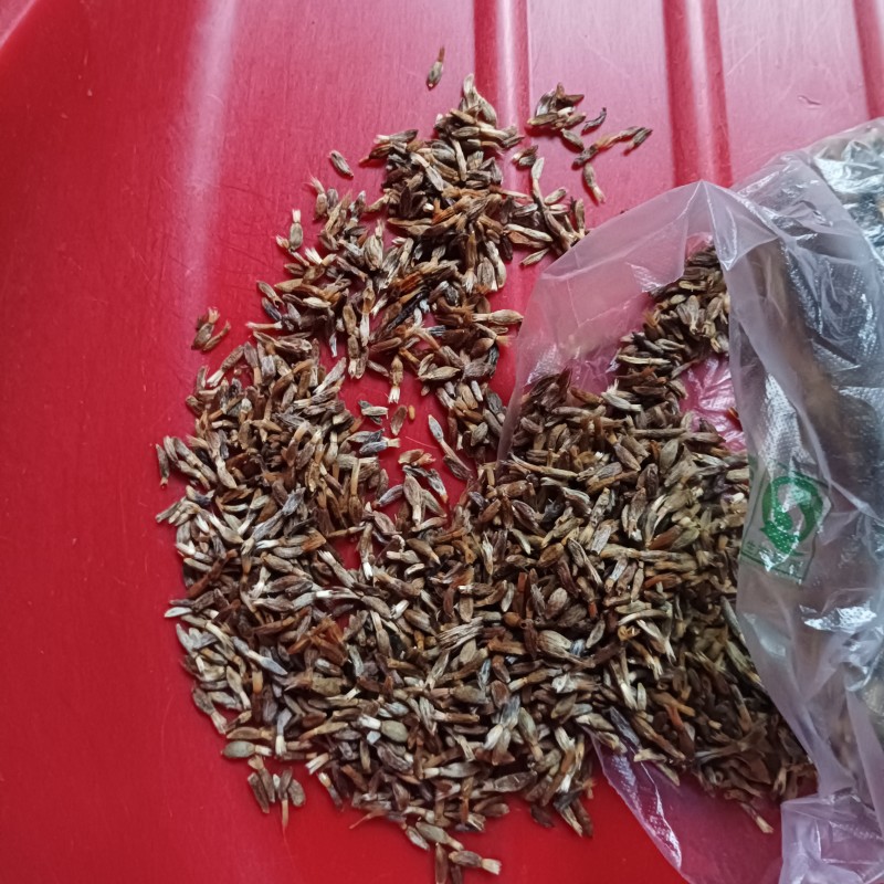 白术秧苗，种苗，花籽