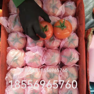 硬粉西红柿，精品西红柿