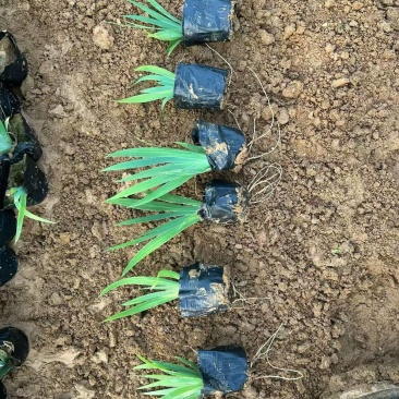 绿化苗木老鸢尾基地批发！耐寒耐旱生命力顽强