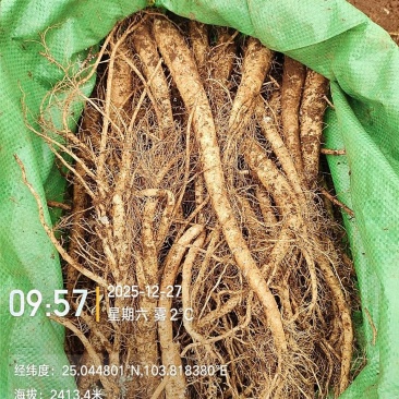 高海拔臭参