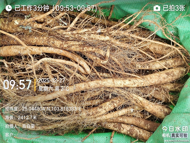 高海拔臭参
