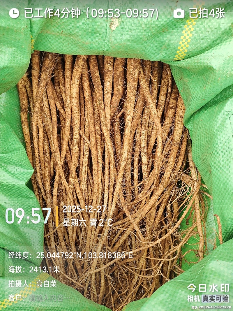 高海拔臭参