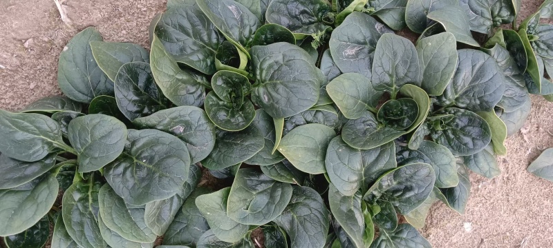 波菜大掉价散头波菜大量有货支持全国电商市场菠菜大量上市中