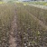 基地直供山桐子杯苗1公分左右量大