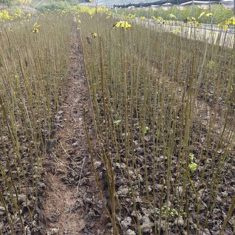 基地直供山桐子杯苗1公分左右量大