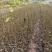 基地直供山桐子杯苗1公分左右量大