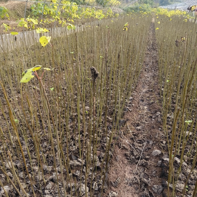 基地直供山桐子杯苗1公分左右量大