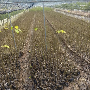 基地直供山桐子杯苗1公分左右量大