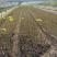 基地直供山桐子杯苗1公分左右量大