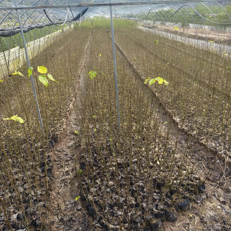 基地直供山桐子杯苗1公分左右量大