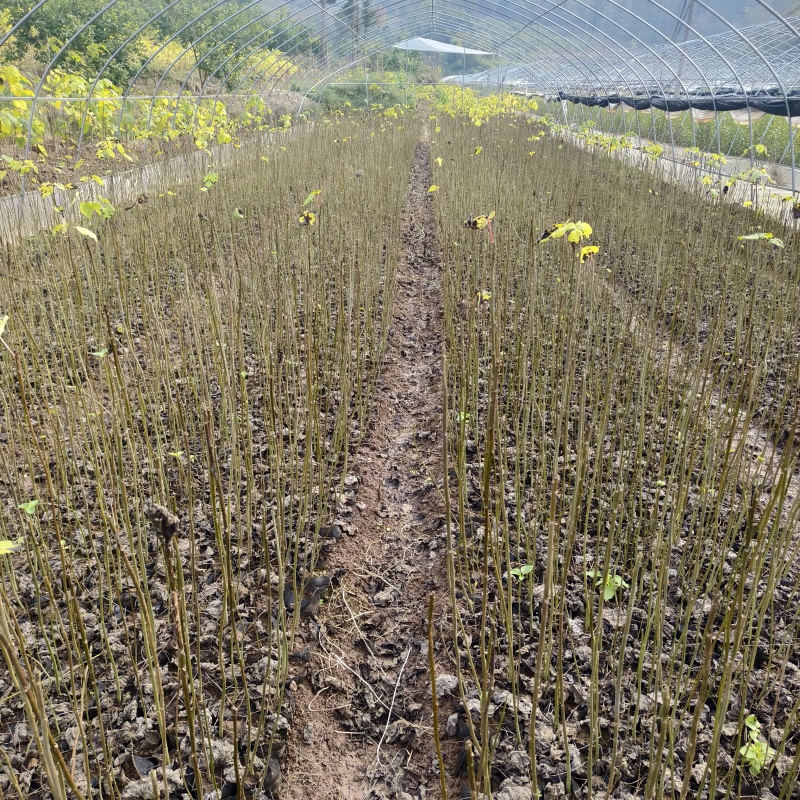基地直供山桐子杯苗1公分左右量大