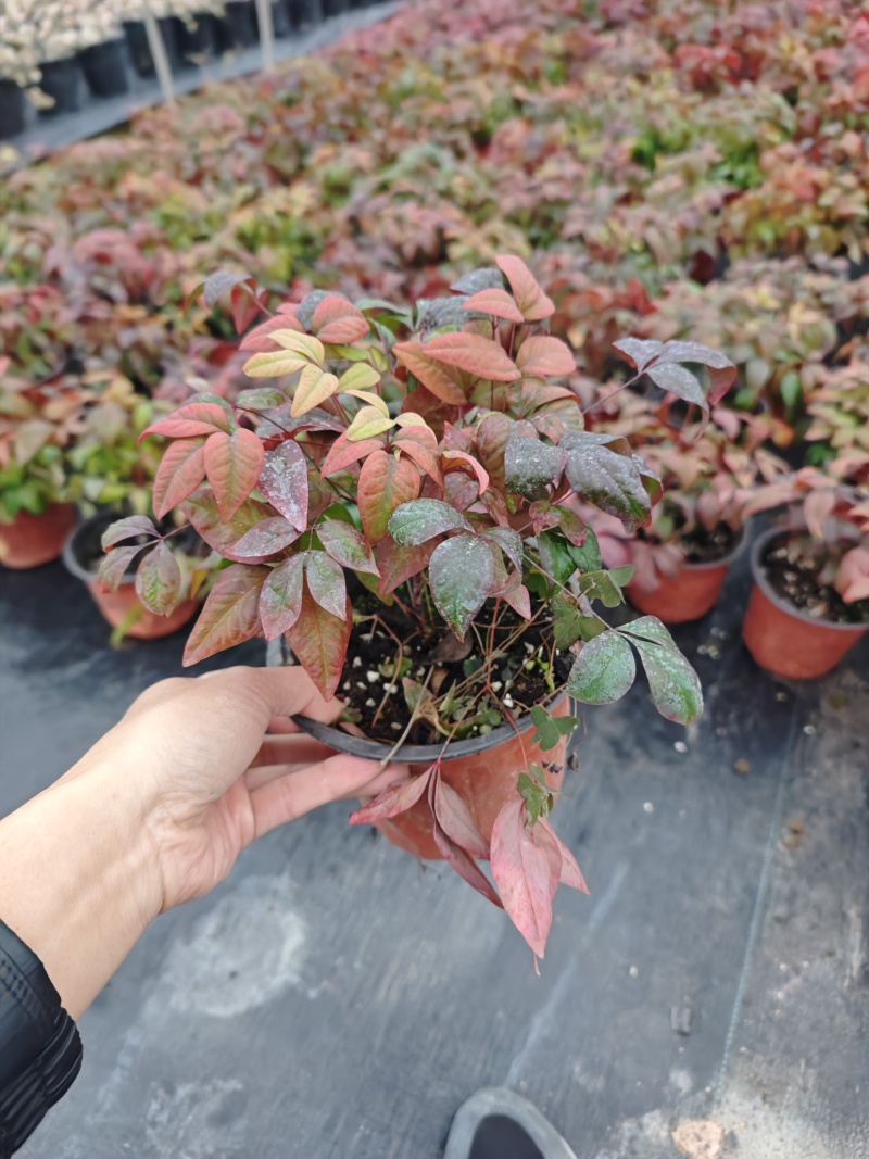 南天竹高度20到25厘米