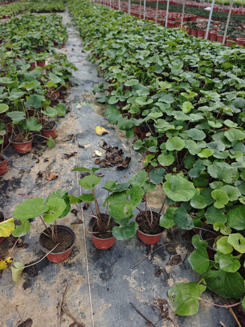 大吴风草