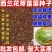 西兰花种子高含量提取西兰花芽苗菜种子批发