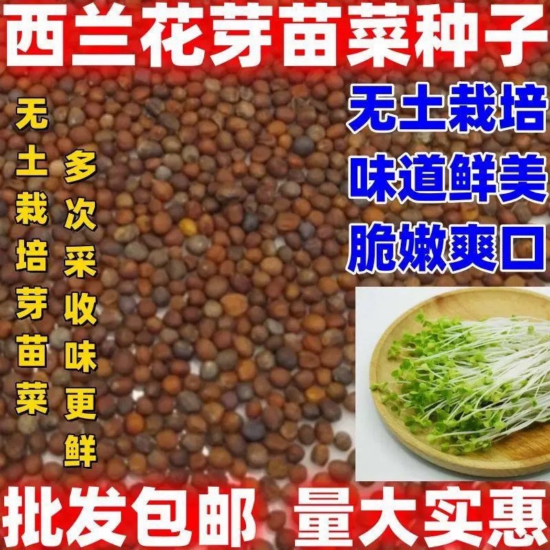西兰花种子高含量提取西兰花芽苗菜种子批发