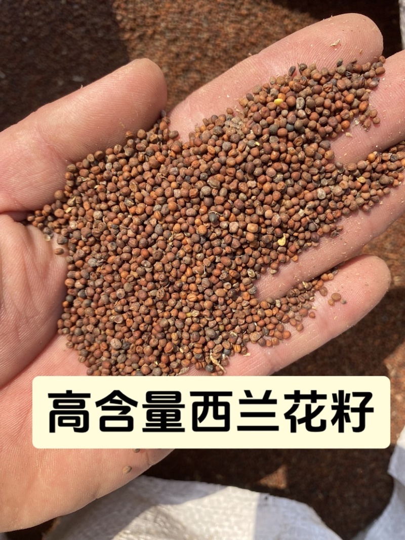 西兰花种子高含量提取西兰花芽苗菜种子批发