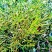 古树百年老树花栗树软木红青冈赤红青冈木树槲寄生螃蟹脚