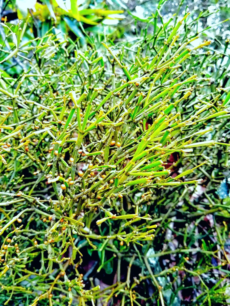 古树百年老树花栗树软木红青冈赤红青冈木树槲寄生螃蟹脚